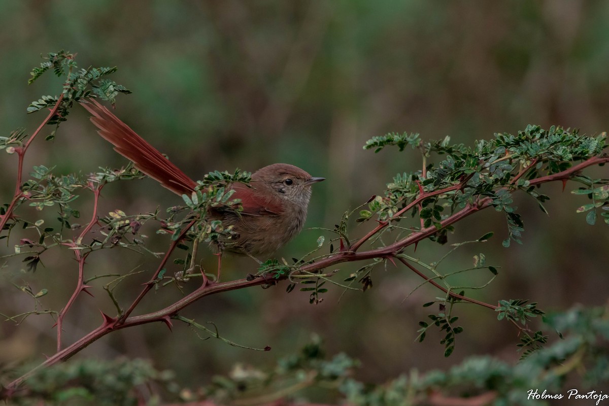 Rusty-fronted Canastero - ML233013401