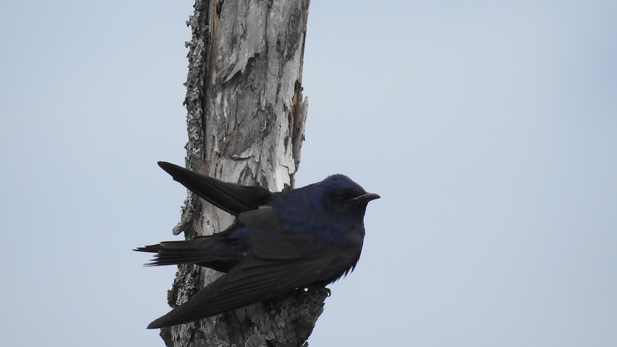 Purple Martin - Mickey Scilingo