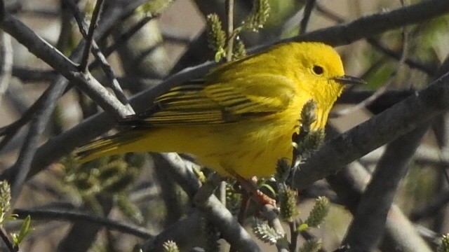 Yellow Warbler (Northern) - ML233014981