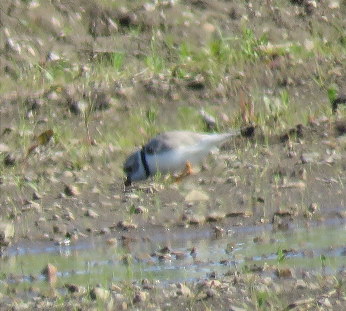 Piping Plover - ML233015541