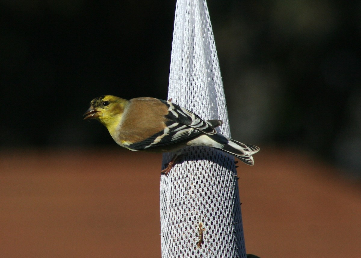 American Goldfinch - Paul Sellin