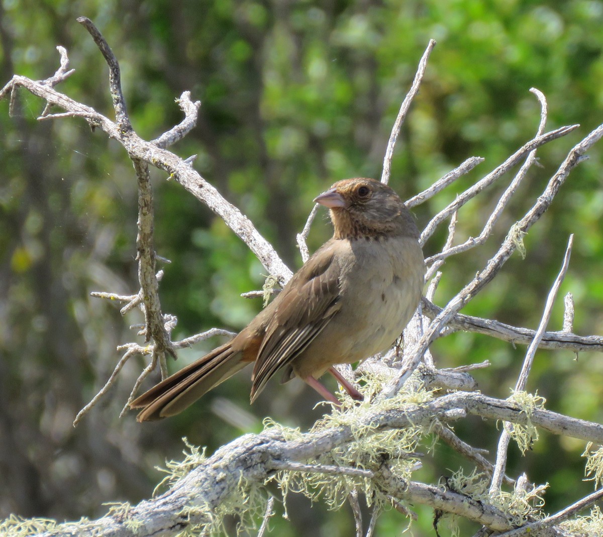 California Towhee - ML233016171