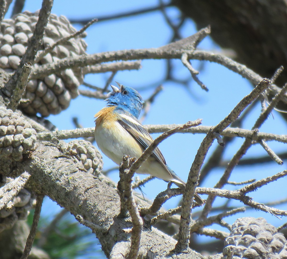 Lazuli Bunting - ML233016581