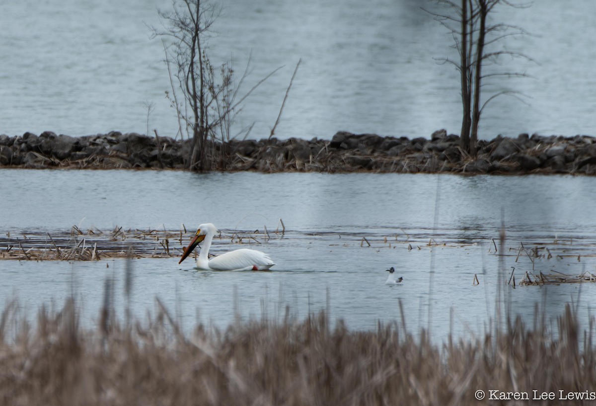 American White Pelican - Karen Lee Lewis