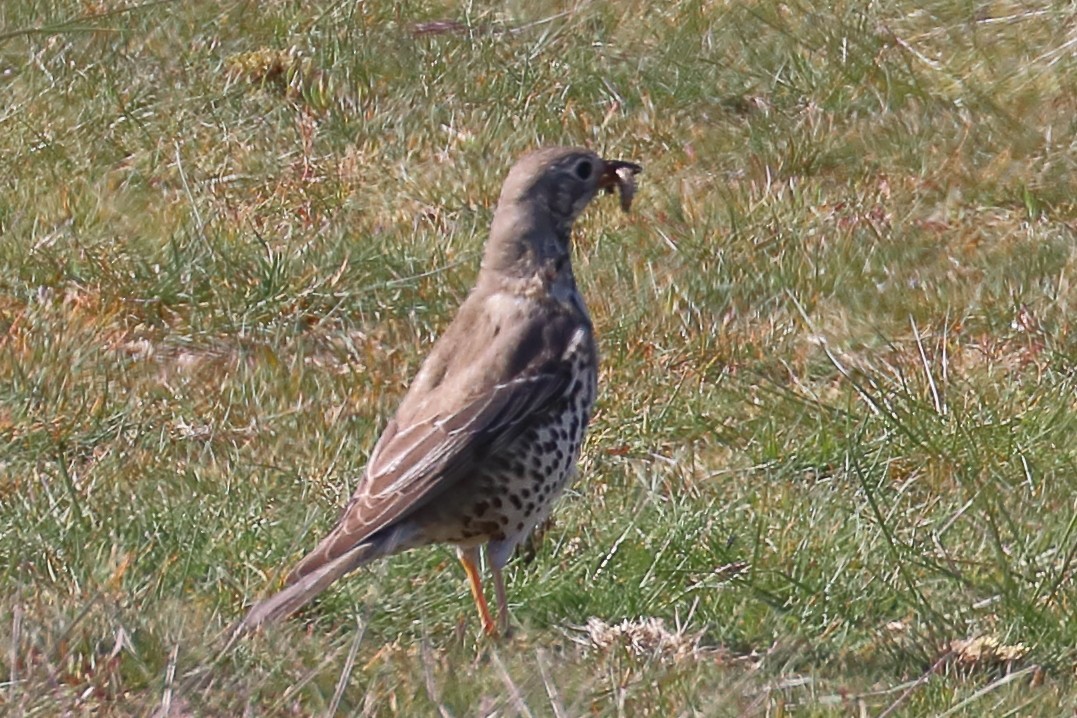 Mistle Thrush - ML233020811