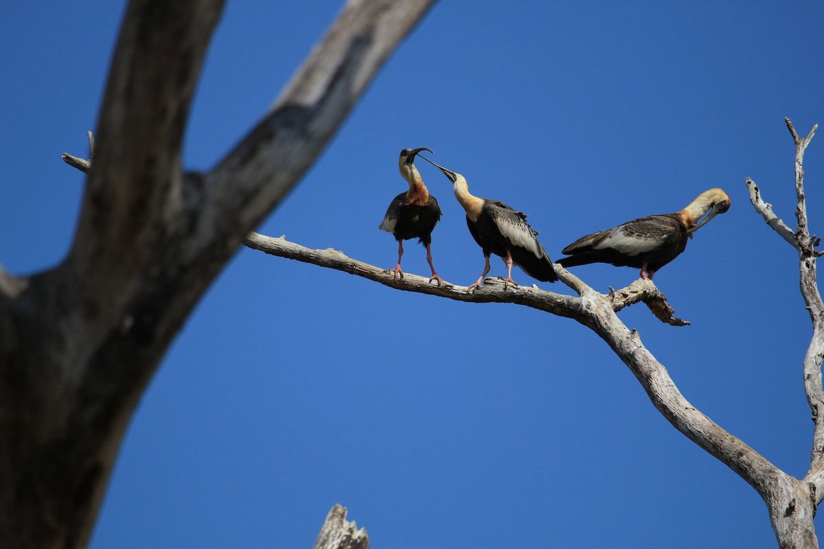 Buff-necked Ibis - Carlos Siegert