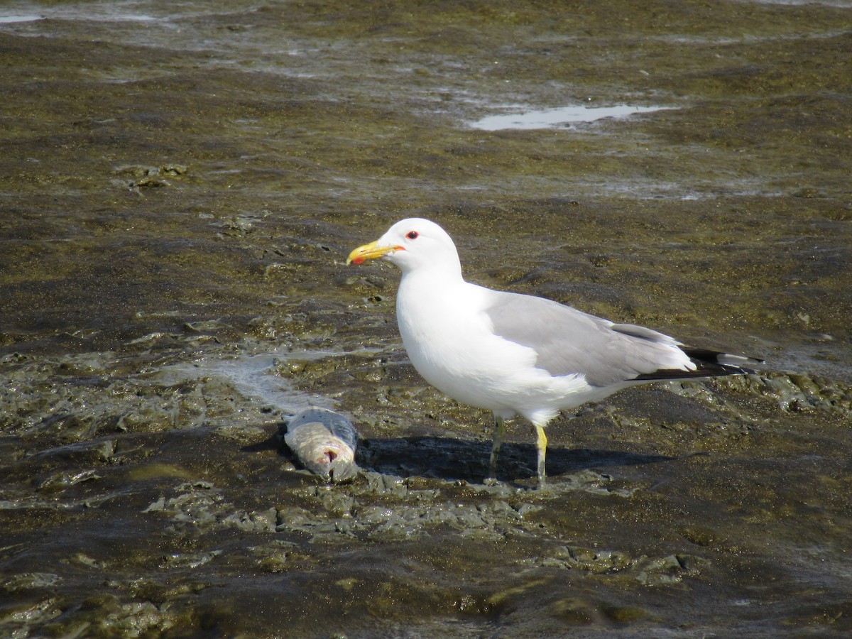 California Gull - ML233023791