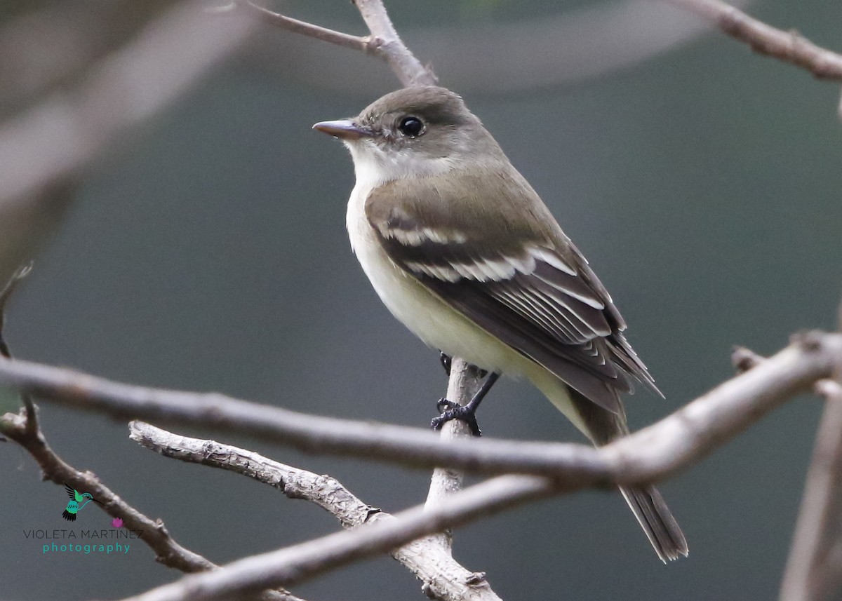 Alder Flycatcher - ML233023991