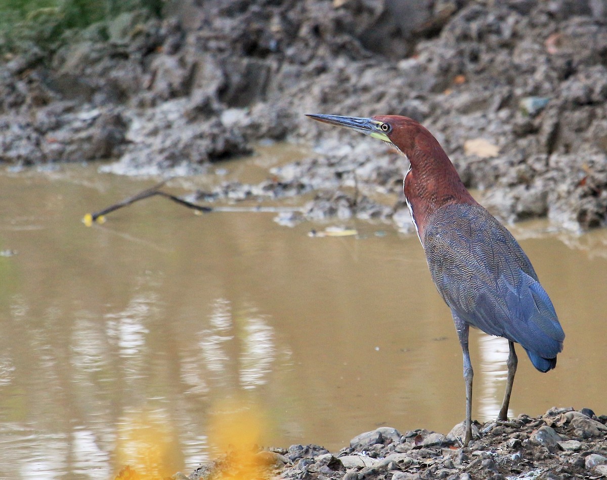 Rufescent Tiger-Heron - ML23302411