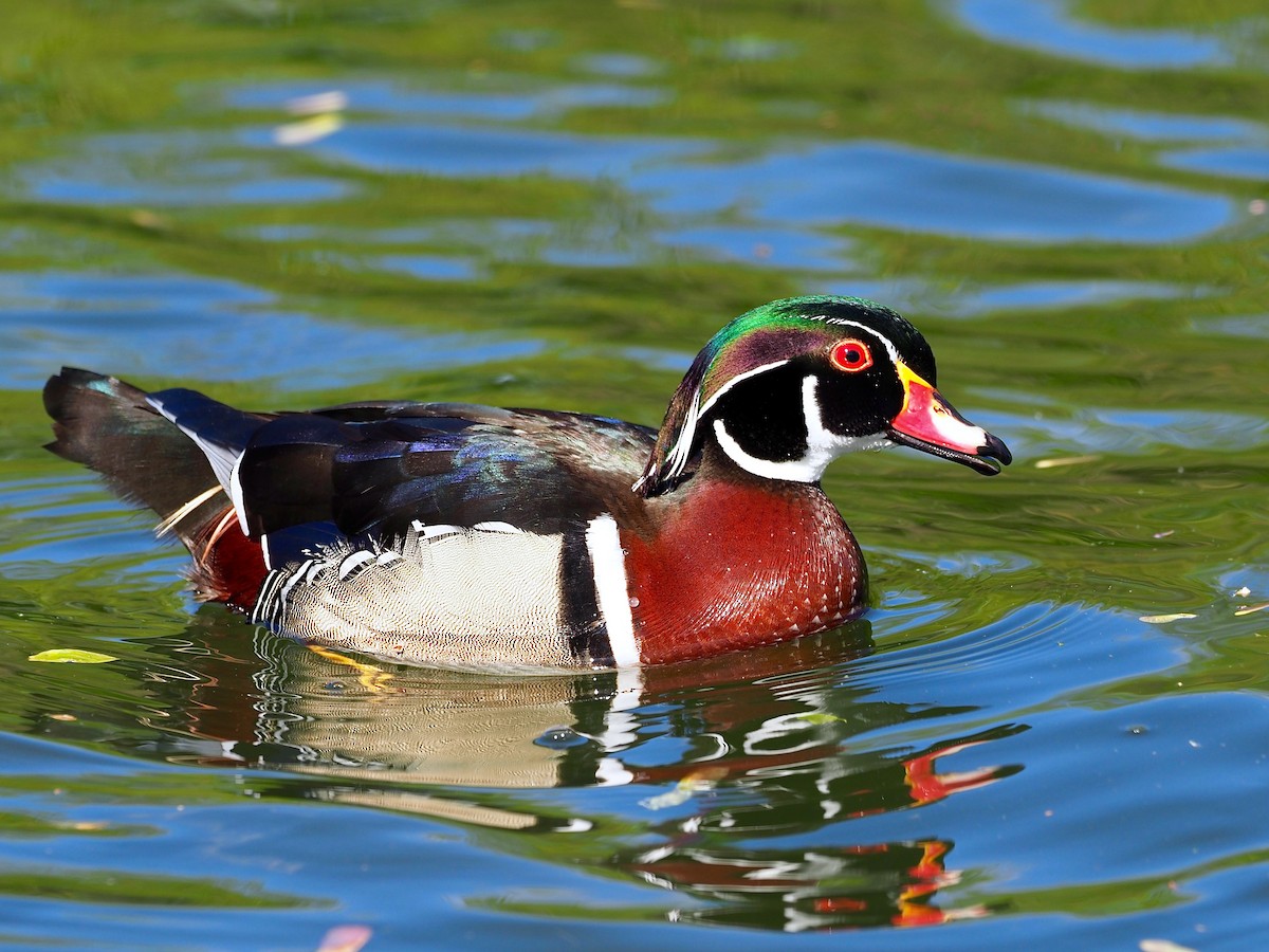 Wood Duck - Gabriel Willow