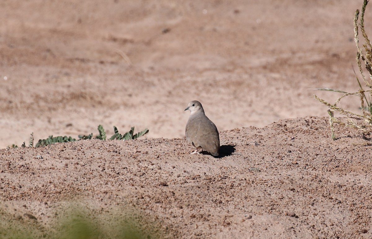 Golden-spotted Ground Dove - ML233024741