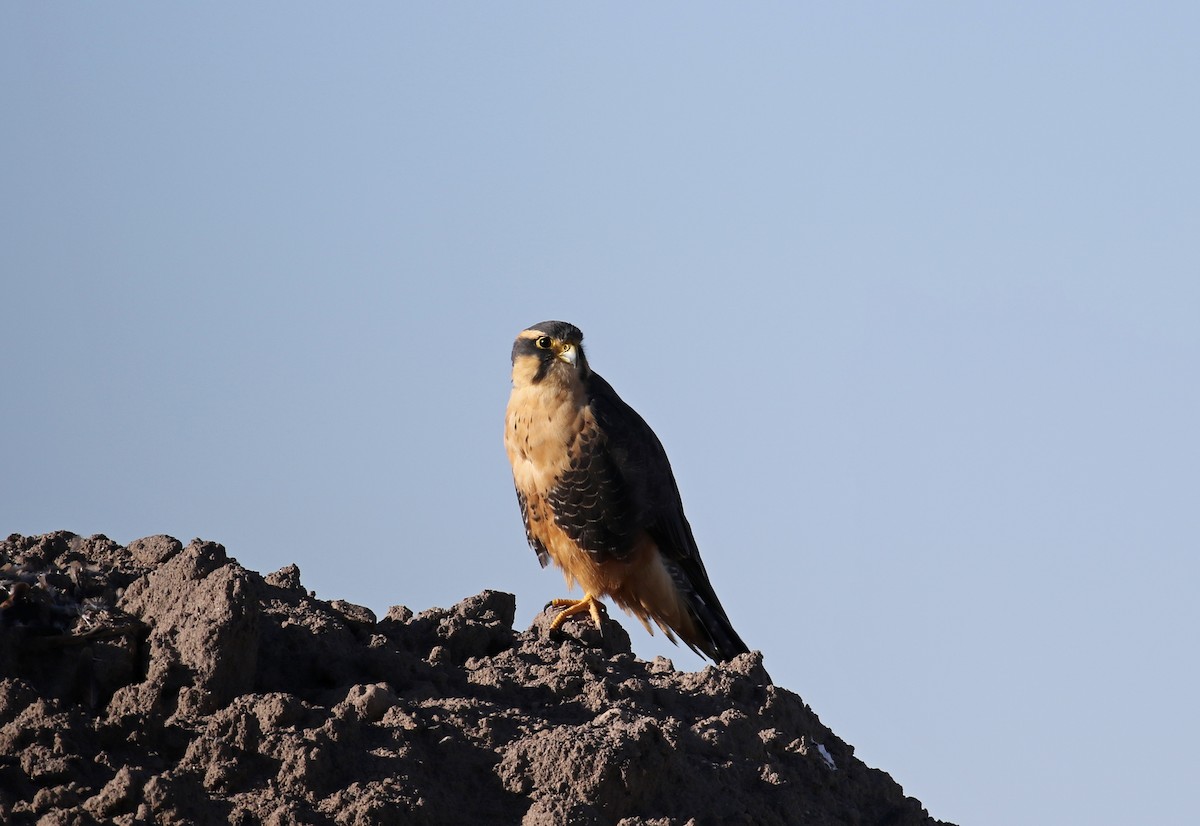 Aplomado Falcon - ML233024751