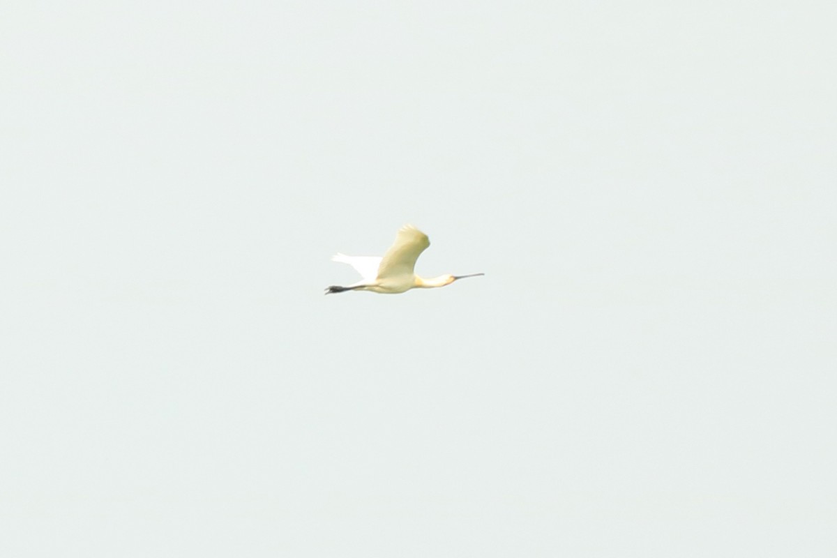 Халбаган хошуут - ML233025341