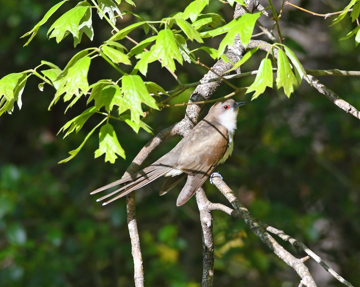 Black-billed Cuckoo - Sharon Lynn