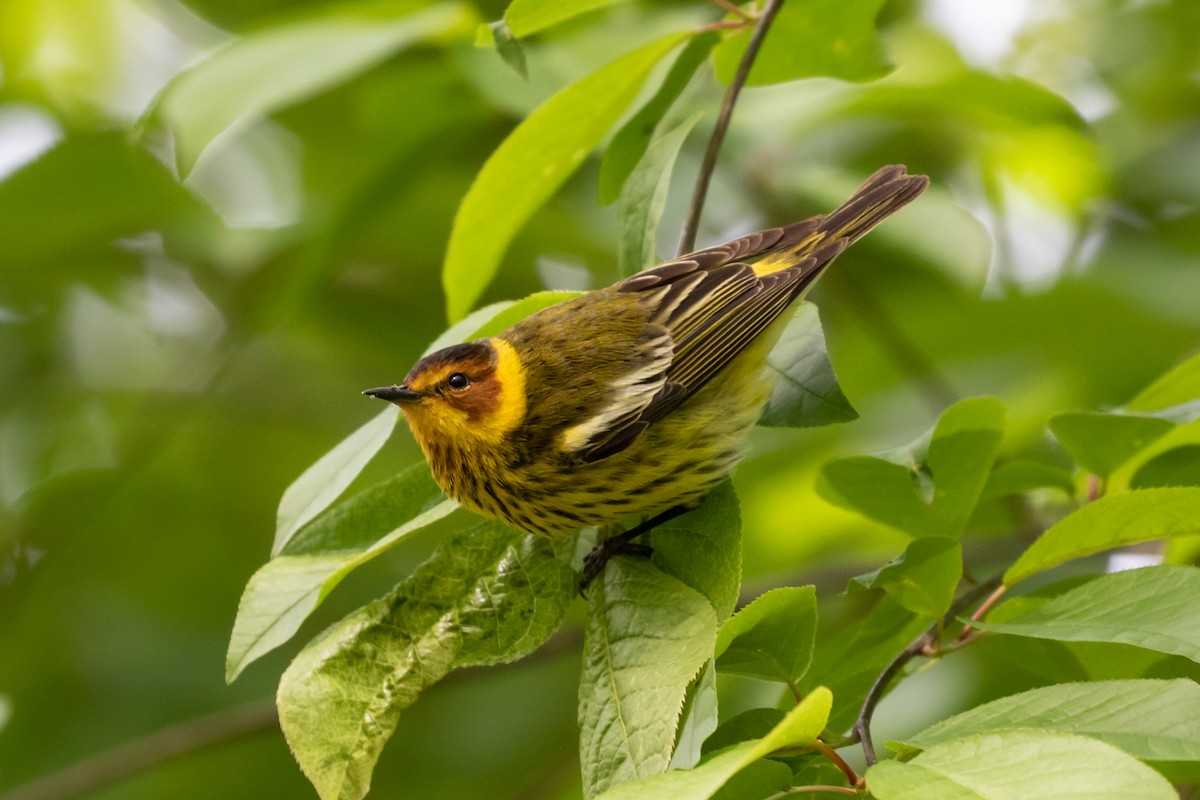Cape May Warbler - Ryan Mandelbaum
