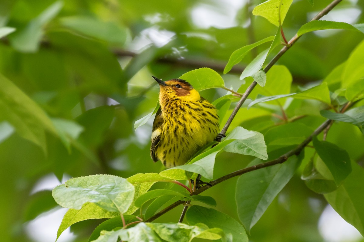 Cape May Warbler - Ryan Mandelbaum