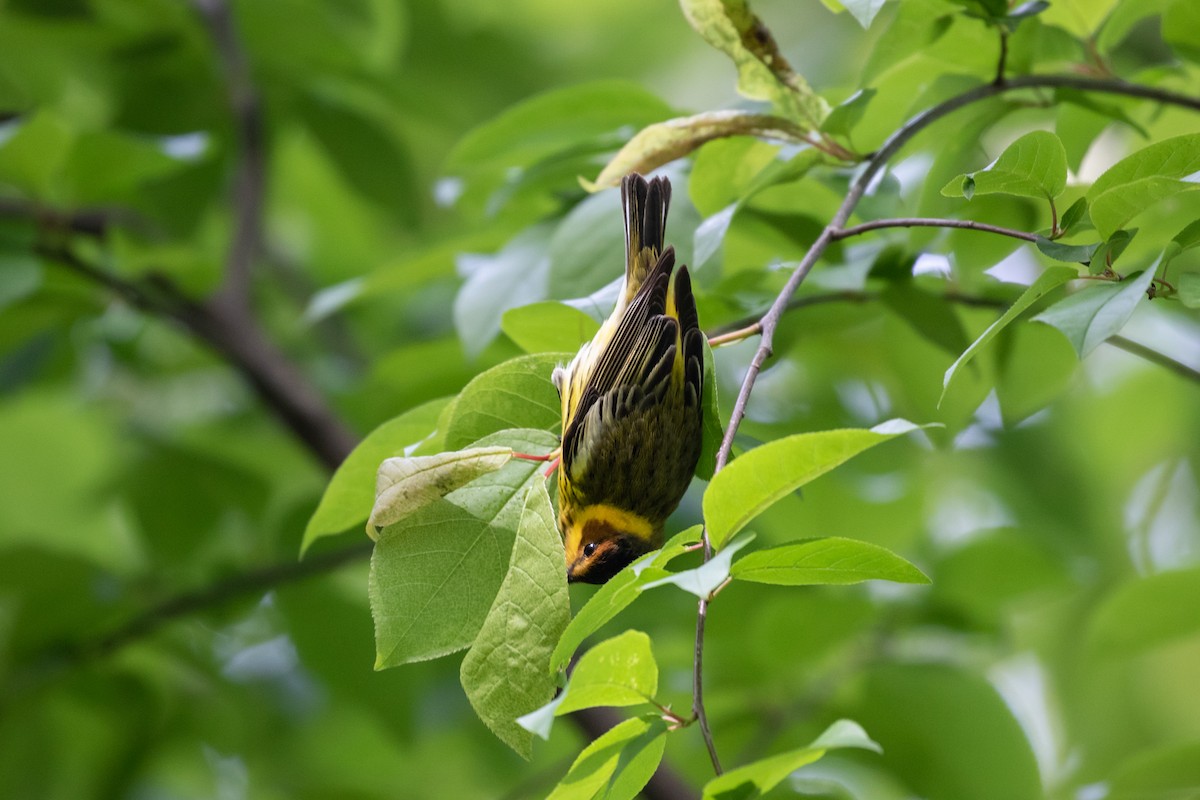 Cape May Warbler - Ryan Mandelbaum
