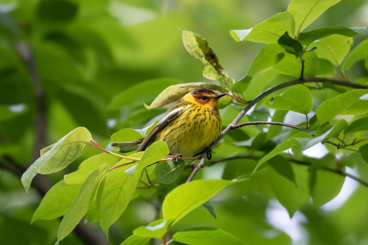 Cape May Warbler - Ryan Mandelbaum