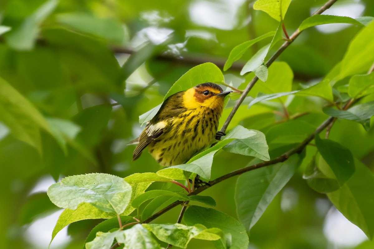 Cape May Warbler - Ryan Mandelbaum