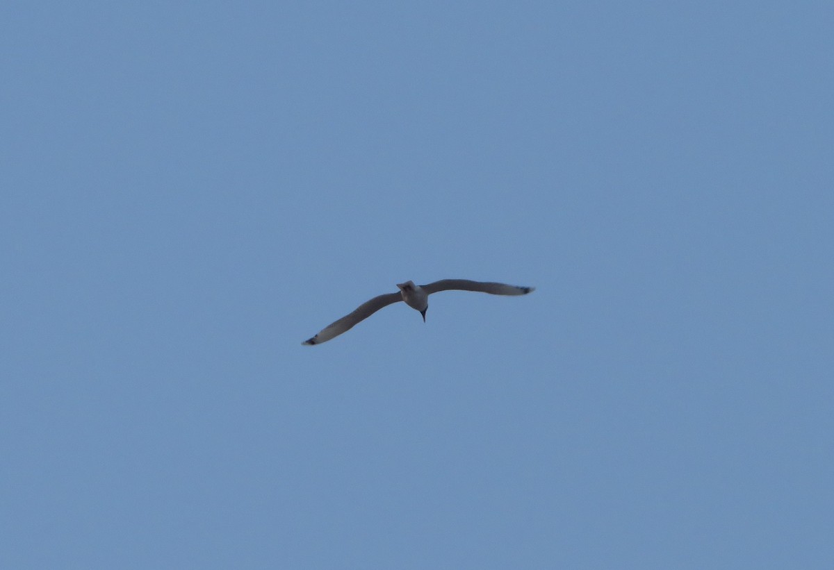 Pallas's Gull - ML233029381