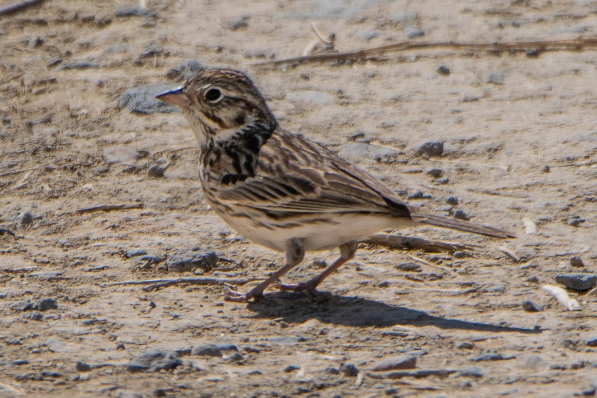 Vesper Sparrow - ML233029411