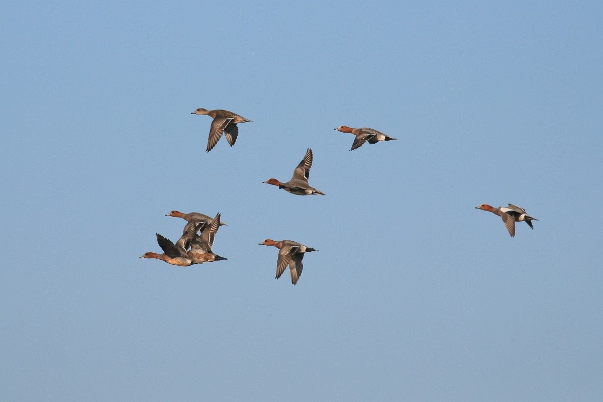 Eurasian Wigeon - ML233031751