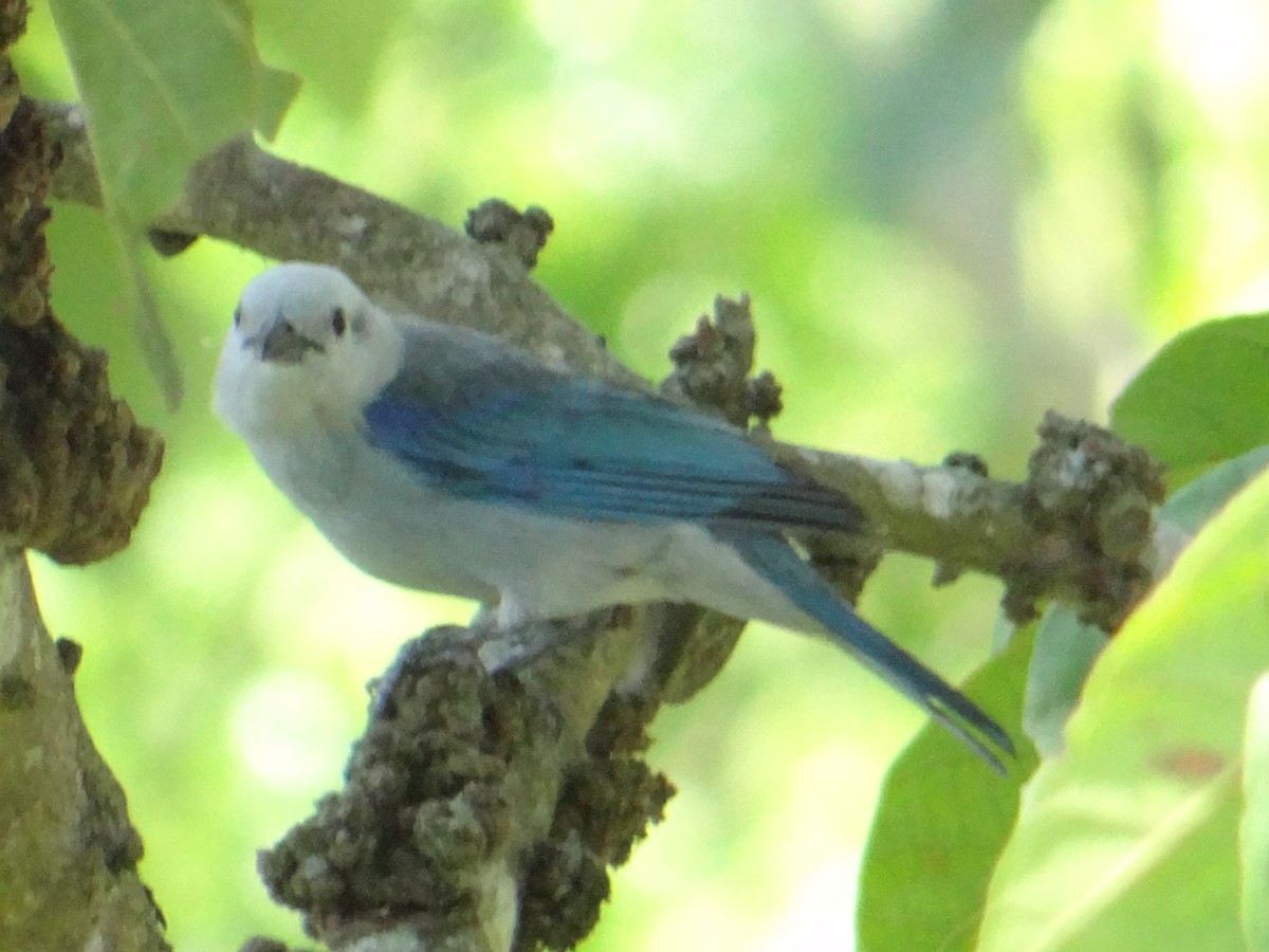 Blue-gray Tanager - ML233032271