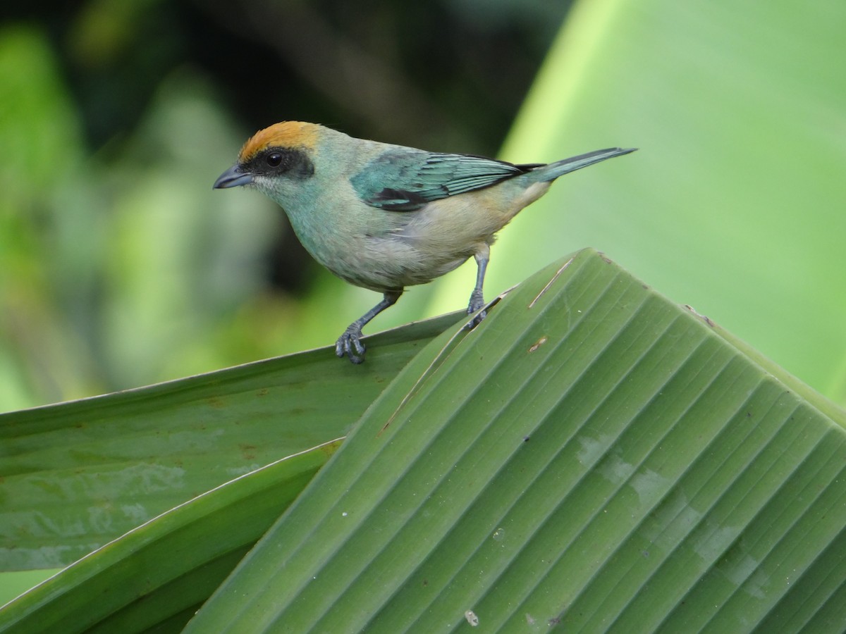 Burnished-buff Tanager - ML233032361