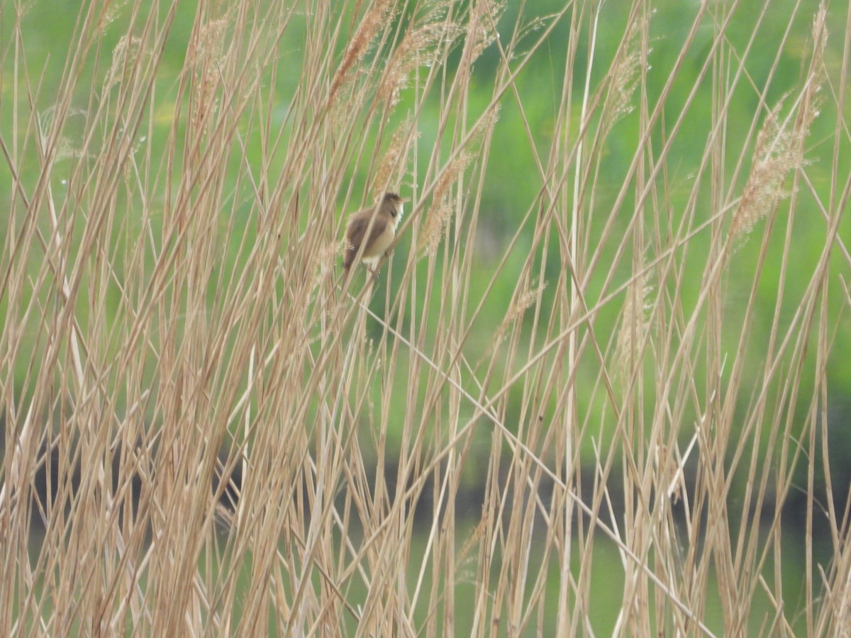 Common Reed Warbler - ML233032531