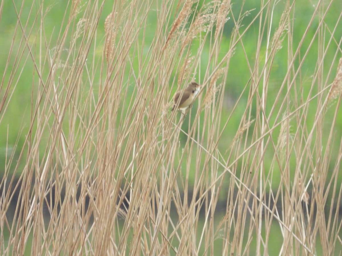 Common Reed Warbler - ML233032541