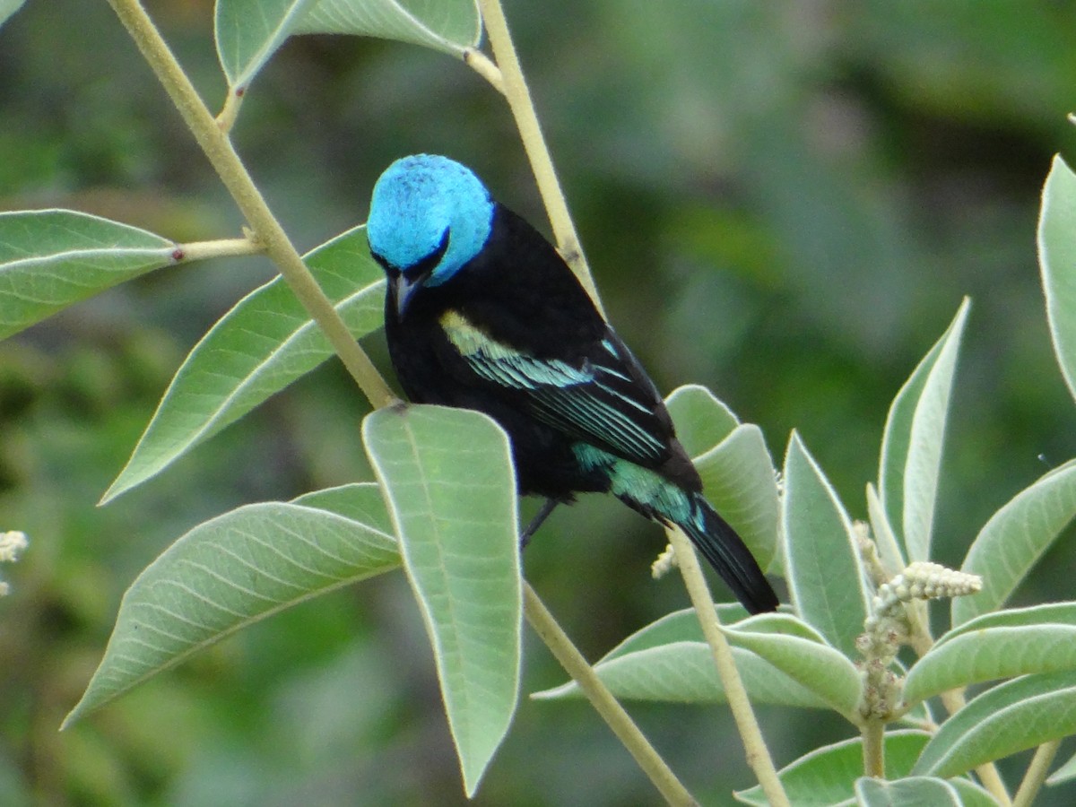 Blue-necked Tanager - ML233032581