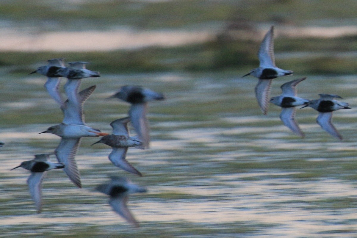 Curlew Sandpiper - ML233032611