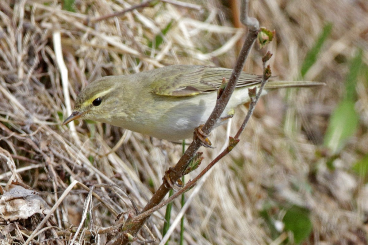 budníček větší - ML233032621