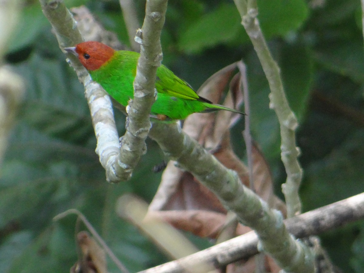 Bay-headed Tanager - ML233032711