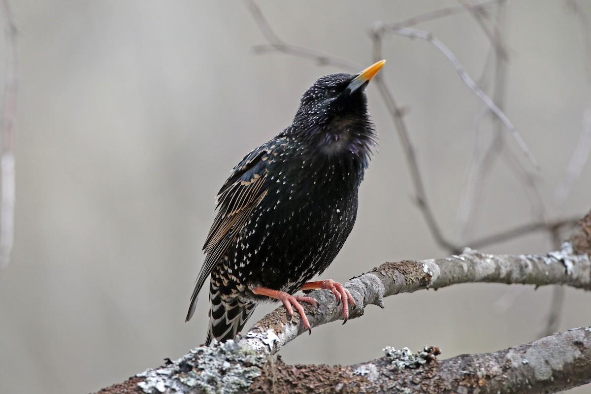 European Starling - ML233032781