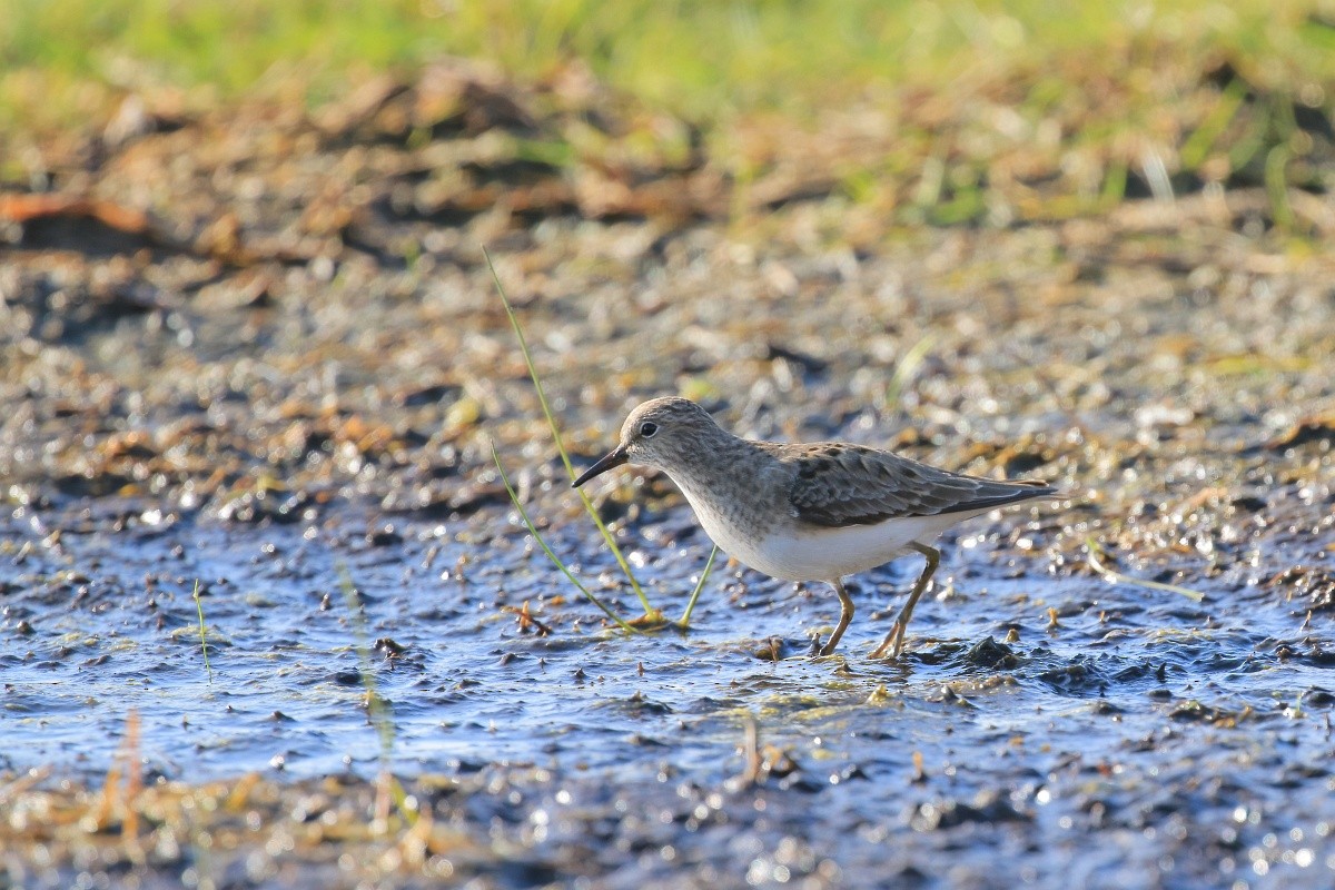 Temminck's Stint - ML233032811