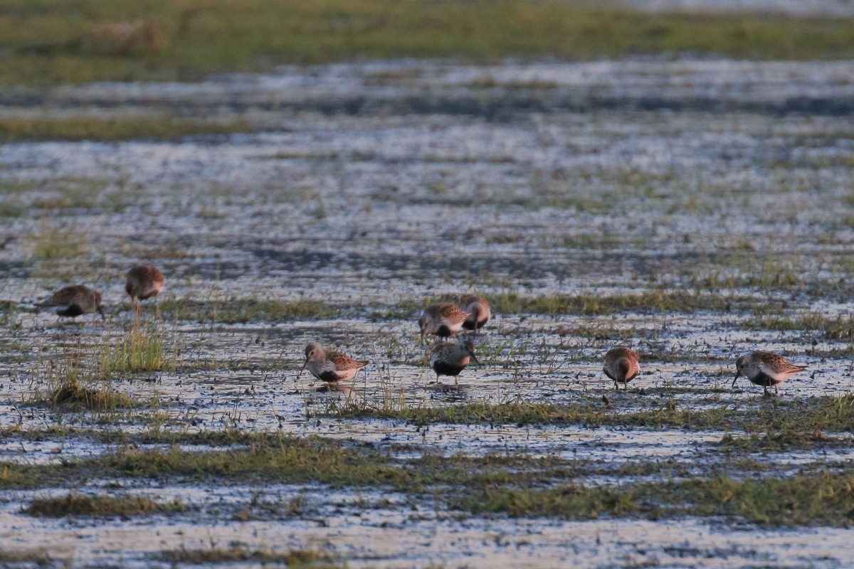 Dunlin - ML233032961