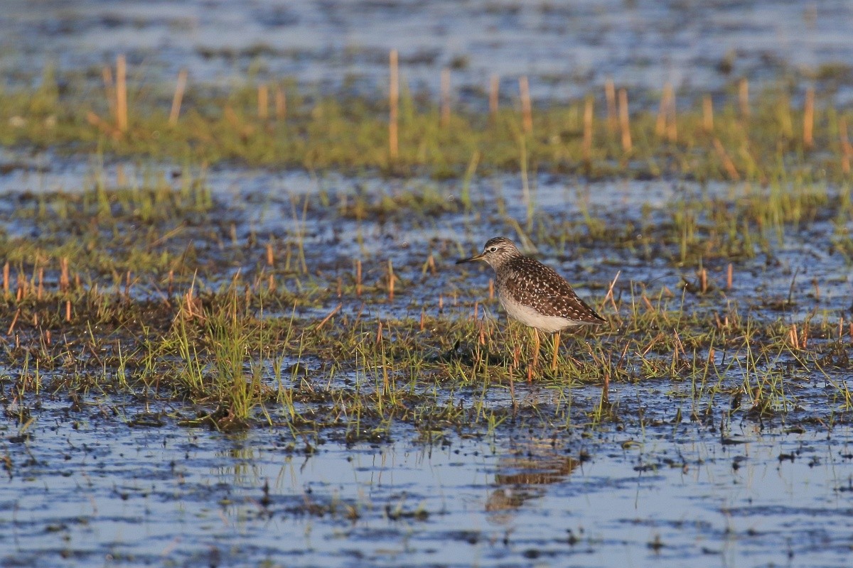 Wood Sandpiper - Mateusz Sciborski