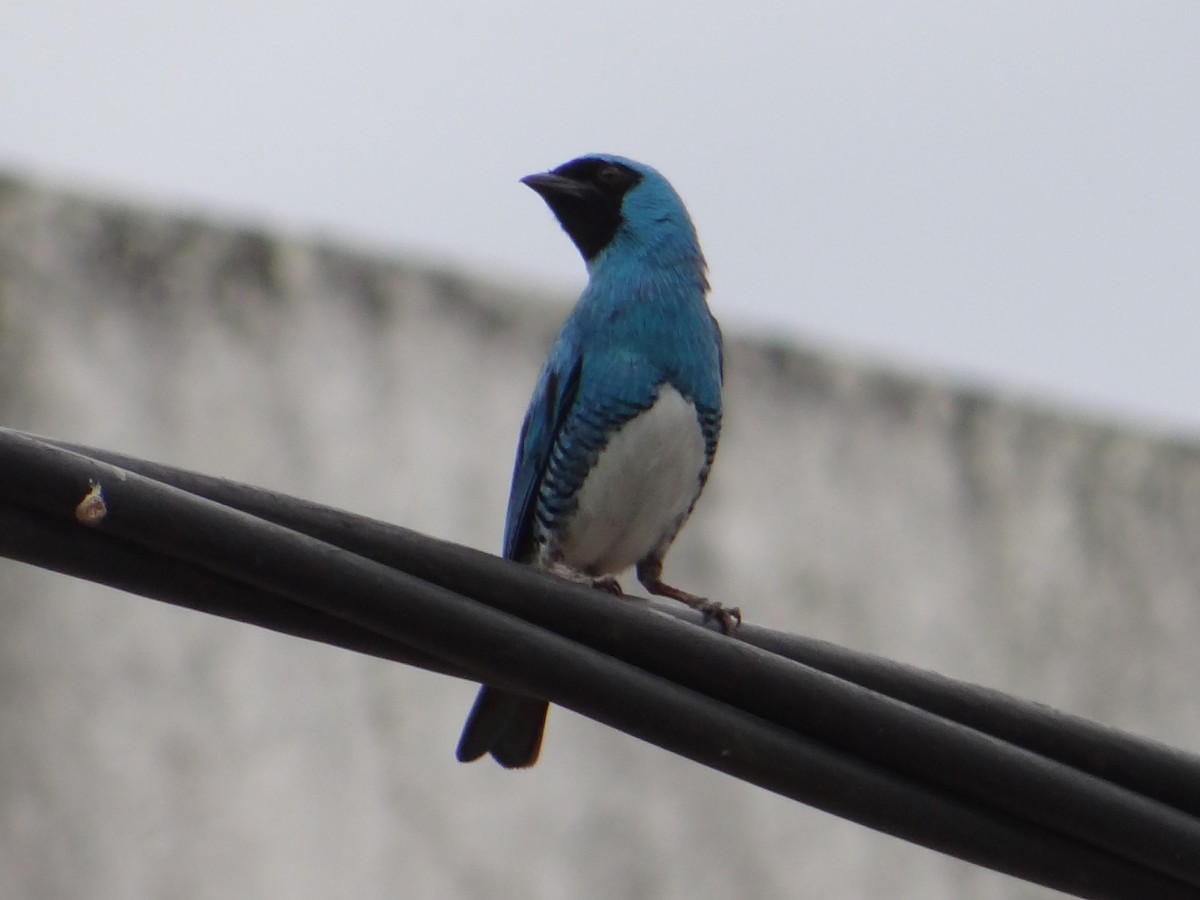Swallow Tanager - ML233033101