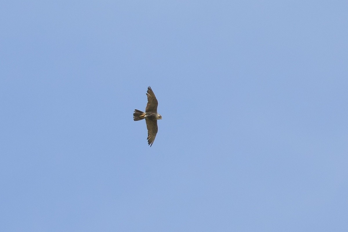 Halcón Peregrino - ML233033351