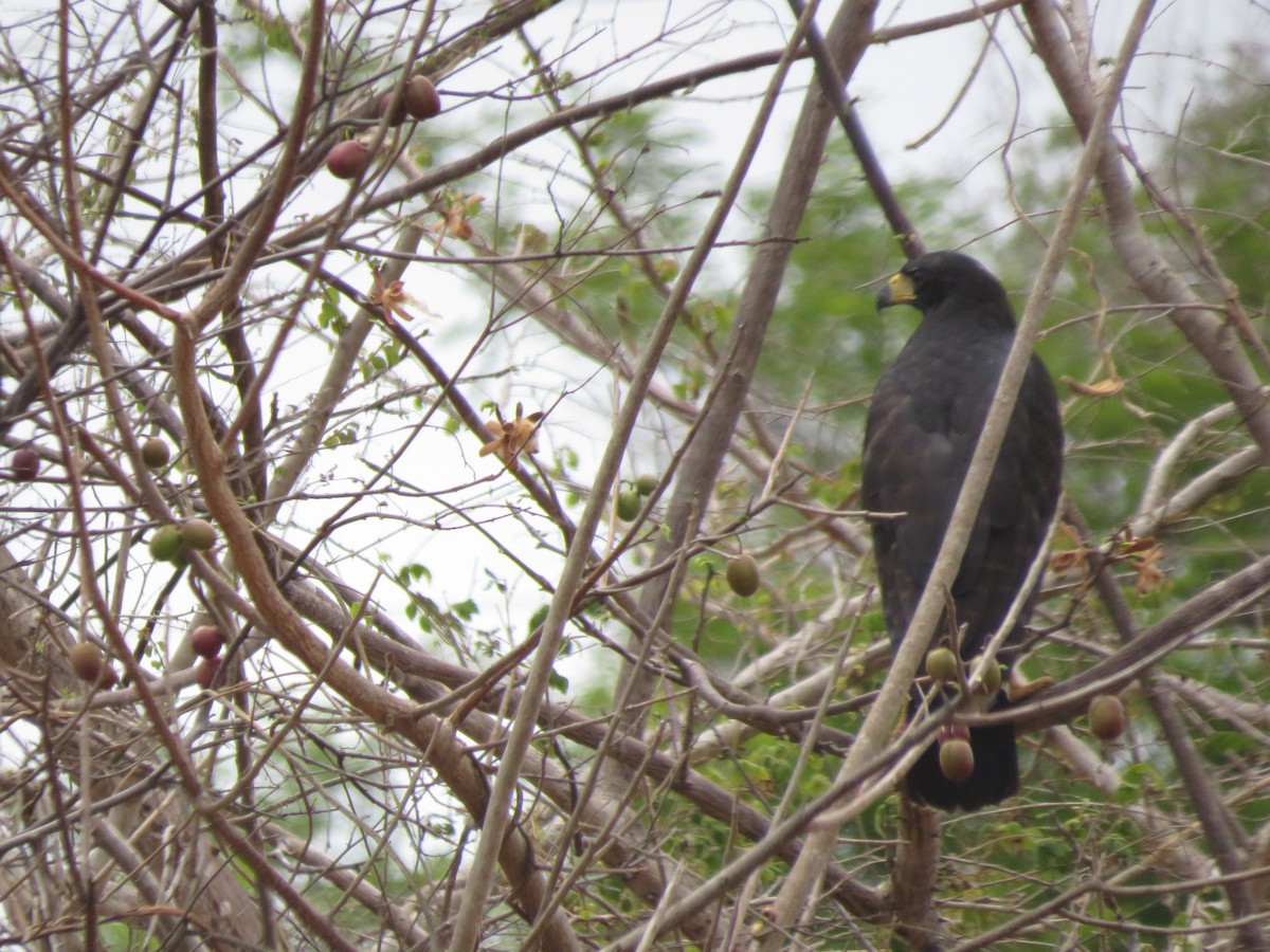 Great Black Hawk - ML233033461