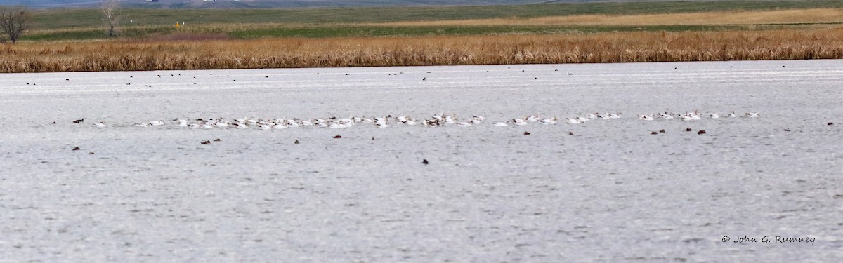 Snow Goose - ML233033681