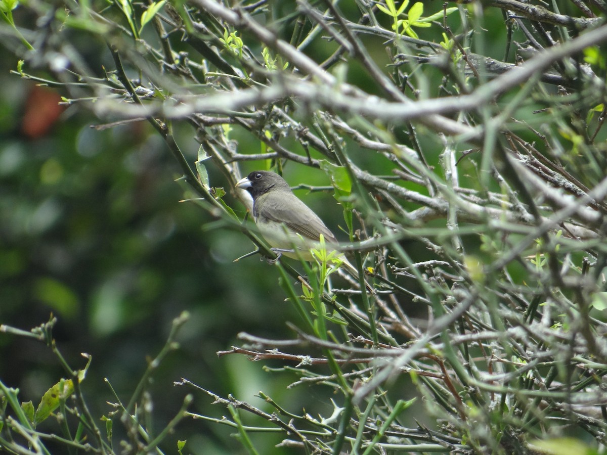 Yellow-bellied Seedeater - ML233033851
