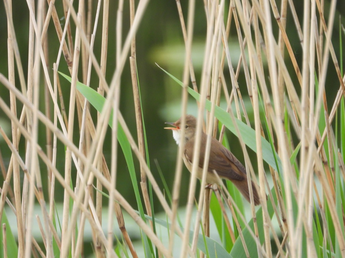 Common Reed Warbler - ML233034081