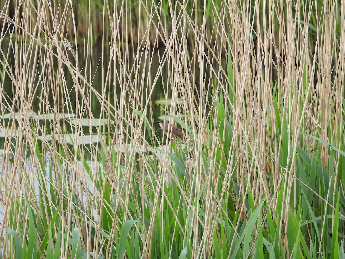 Common Reed Warbler - ML233034101