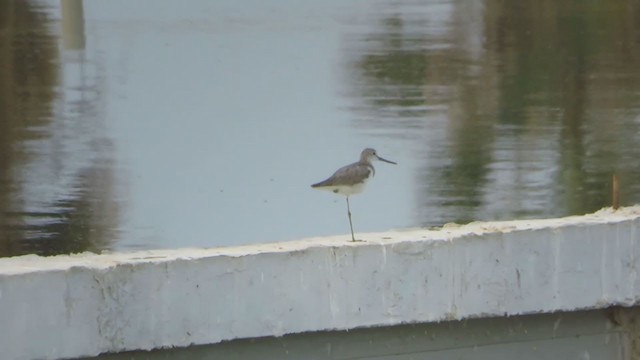 Common Greenshank - ML233034181