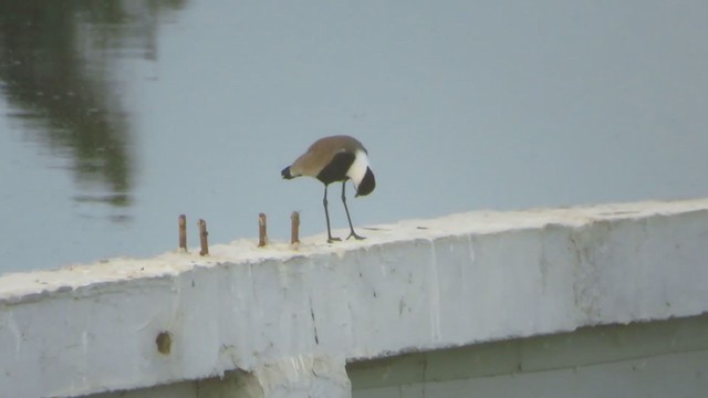 Spur-winged Lapwing - ML233034471