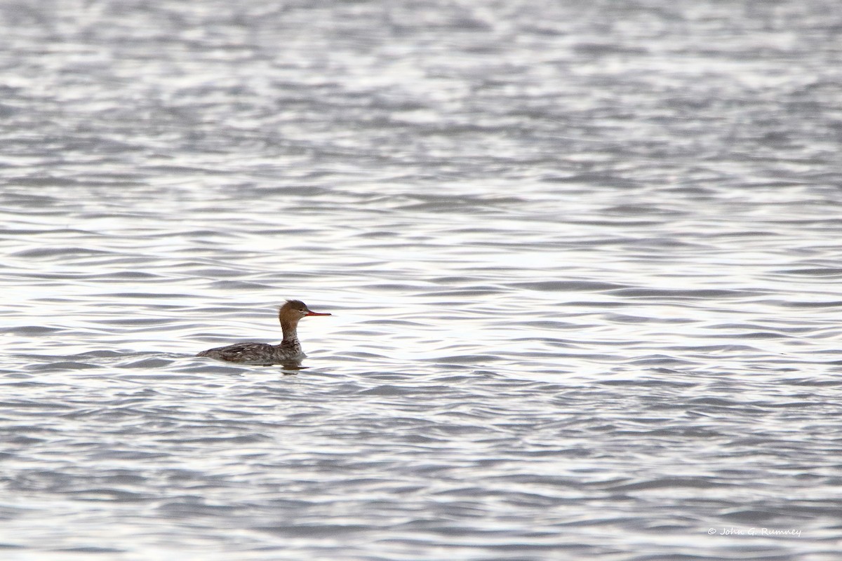 Red-breasted Merganser - ML233034571