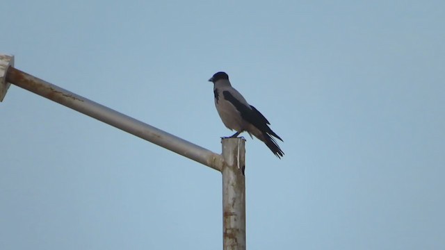 Hooded Crow - ML233034611