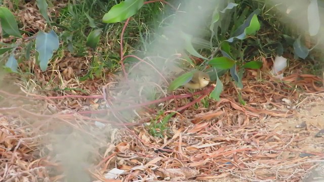 Common Reed Warbler - ML233034641